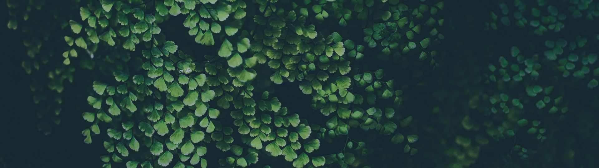 Grnne_blade_sort_baggrund_content-header_1920x540