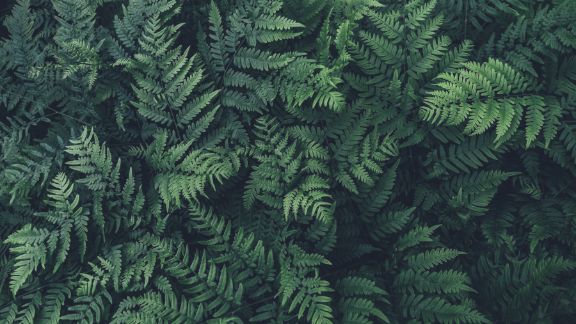 Grnne_planter_oppefra_text-image-50_50_576x324