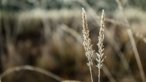 Korn_med_frost_text-image-50_50_576x324