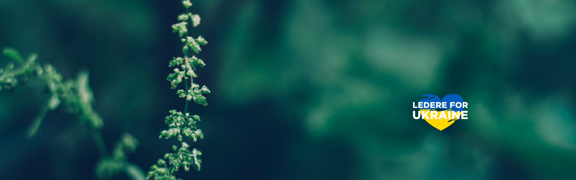 Ledere for Ukraine