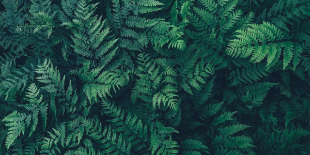 Sådan får du en mere divers rekruttering