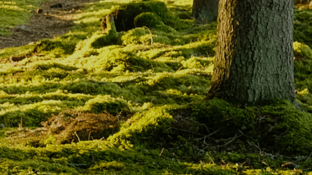 Sådan får du en mere divers rekruttering